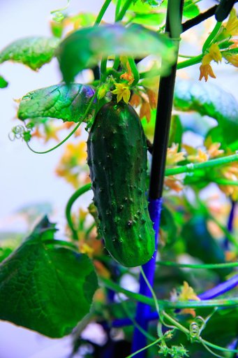 Plant Progress at the PPA