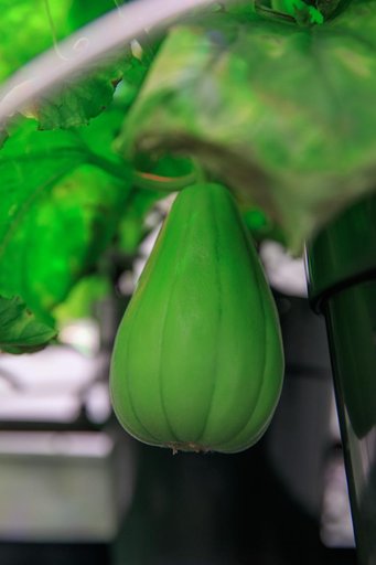 Plant Progress at the PPA