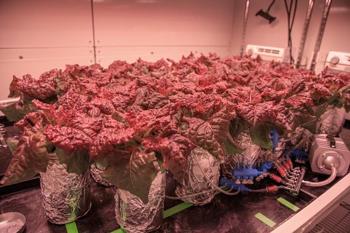 Plant Progress at the PPA