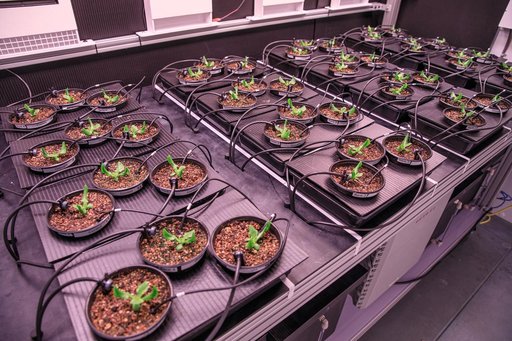 Plant Progress at the PPA