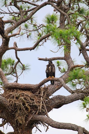 Baby Eagle in the Rain