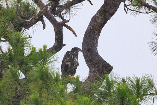 Baby Eagle in the Rain