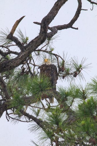Baby Eagle in the Rain