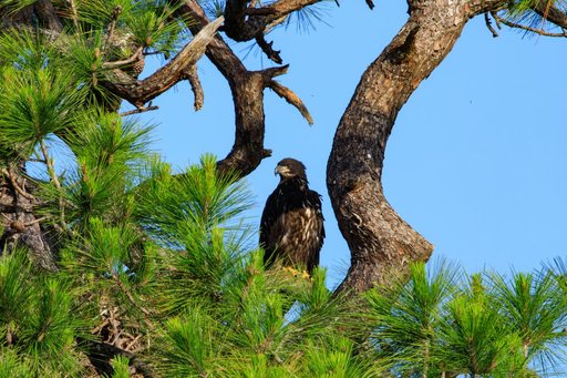 Baby Eagle Flight Day