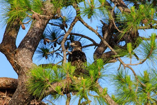 Baby Eagle Flight Day
