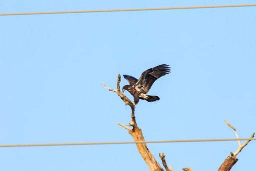 Baby Eagle Flight Day
