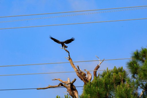Baby Eagle Flight Day