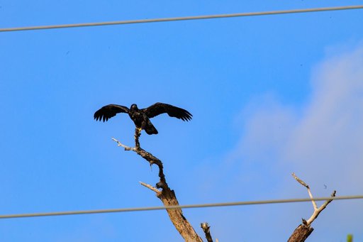 Baby Eagle Flight Day