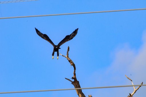 Baby Eagle Flight Day