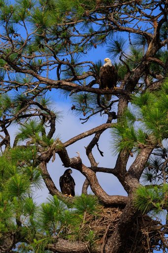Baby Eagle Flight Day