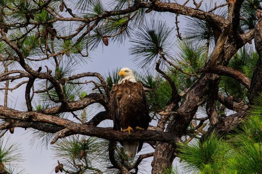 Baby Eagle Flight Day