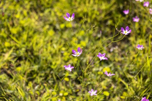 Wildflowers at KSC