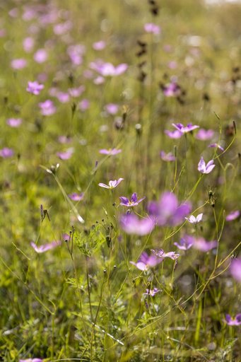 Wildflowers at KSC
