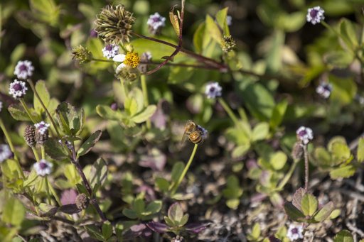 Wildflowers at KSC