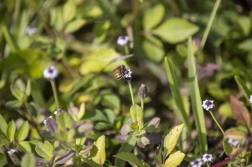 Wildflowers at KSC