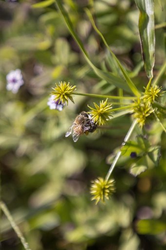 Wildflowers at KSC