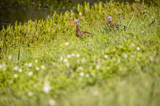 Wildflowers at KSC