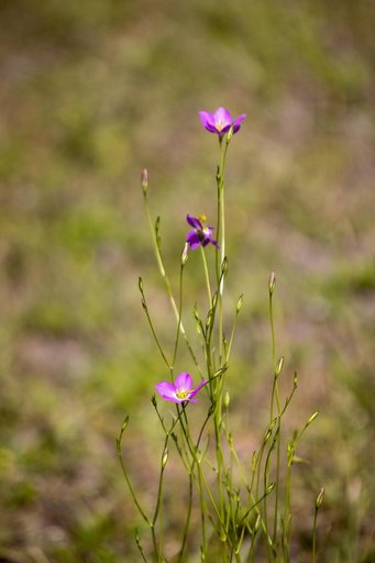 Wildflowers at KSC