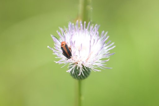 What's Blooming at KSC