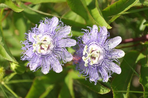 What's Blooming at KSC