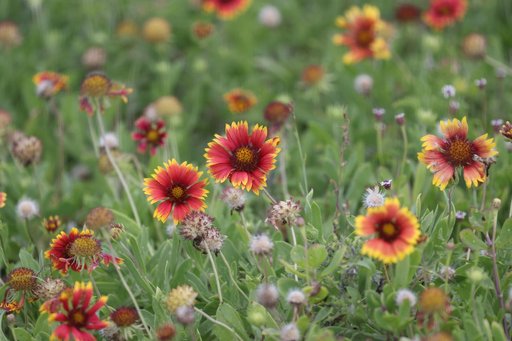 What's Blooming at KSC