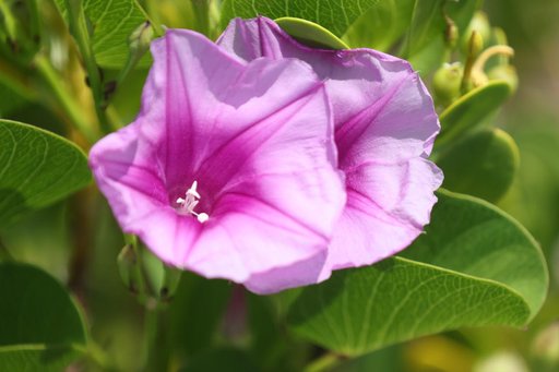 What's Blooming at KSC