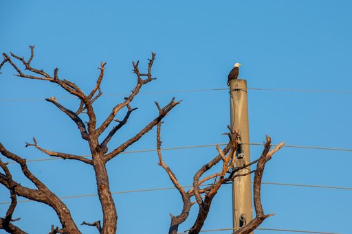 Creative Photography - Bald Eagles
