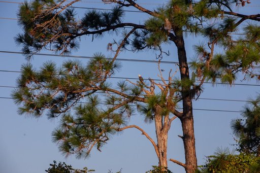 Creative Photography - Bald Eagles