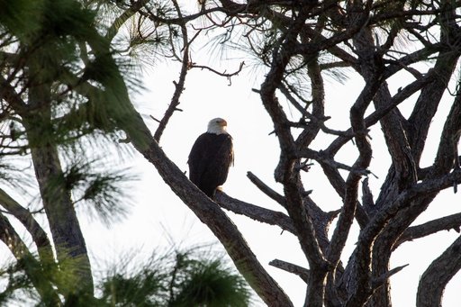 Wildlife Photography - Eagles