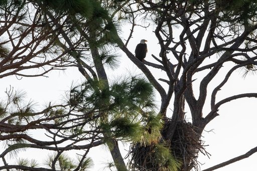 Wildlife Photography - Eagles
