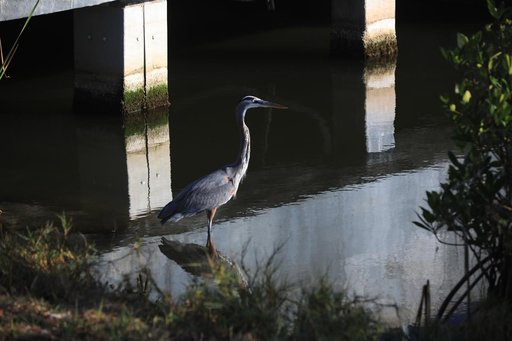 Wildlife at KSC