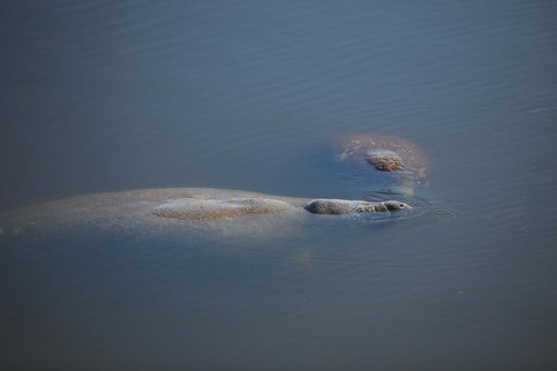 Wildlife at KSC