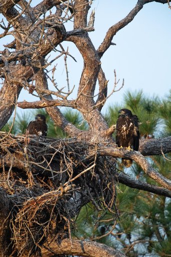 Wildlife Photography - Bald Eagles