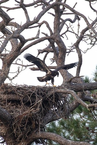 Wildlife Photography - Bald Eagles