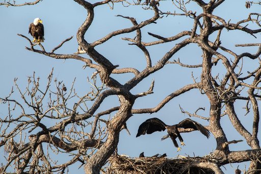Wildlife Photography - Bald Eagles