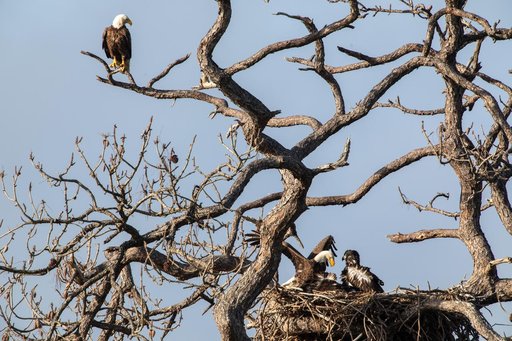 Wildlife Photography - Bald Eagles