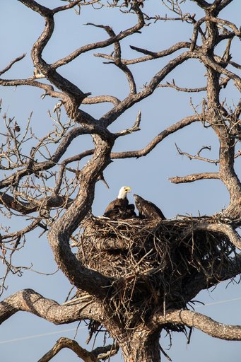 Wildlife Photography - Bald Eagles