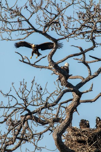 Wildlife Photography - Bald Eagles