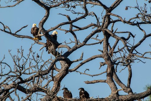 Wildlife Photography - Bald Eagles