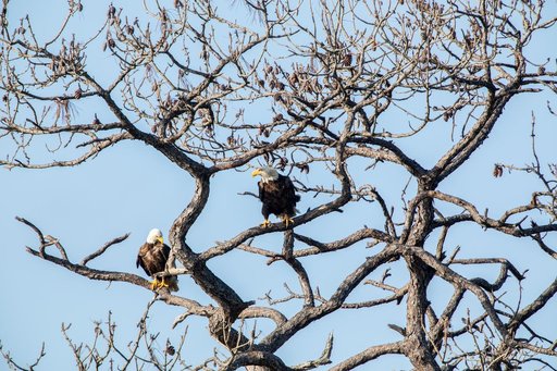 Wildlife Photography - Bald Eagles