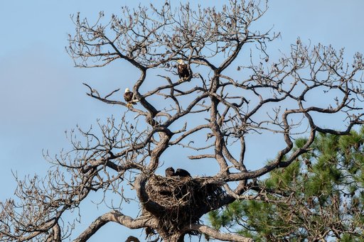 Wildlife Photography - Bald Eagles