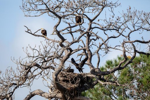 Wildlife Photography - Bald Eagles
