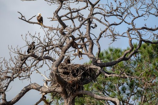 Wildlife Photography - Bald Eagles