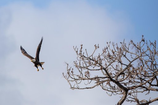 Wildlife Photography - Bald Eagles
