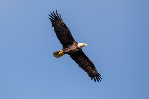 Wildlife Photography - Bald Eagles