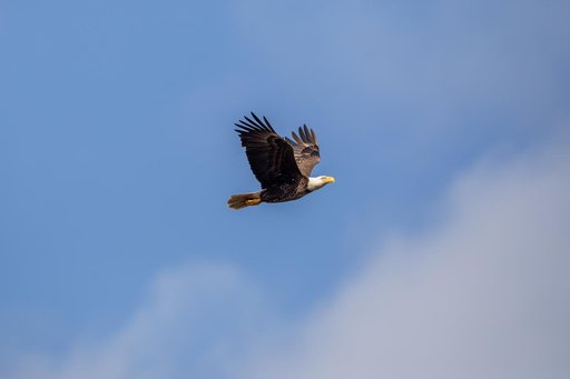 Wildlife Photography - Bald Eagles