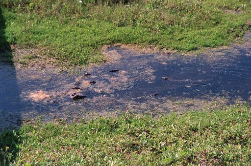 KSC00pp0313