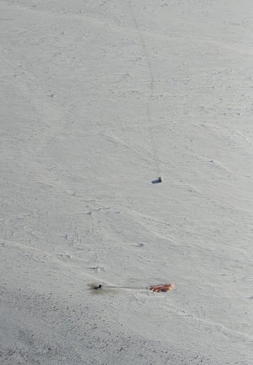 Expedition 53 Soyuz MS-05 Landing