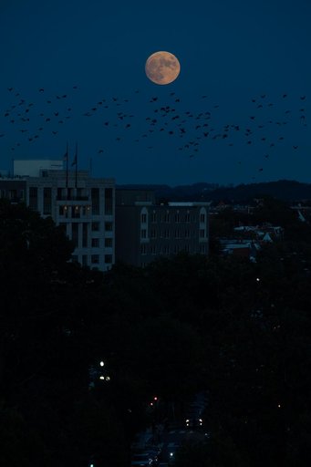Moonrise Over Washington