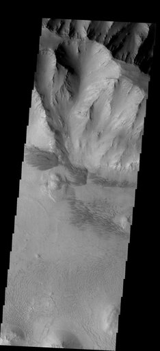 Dune Variety